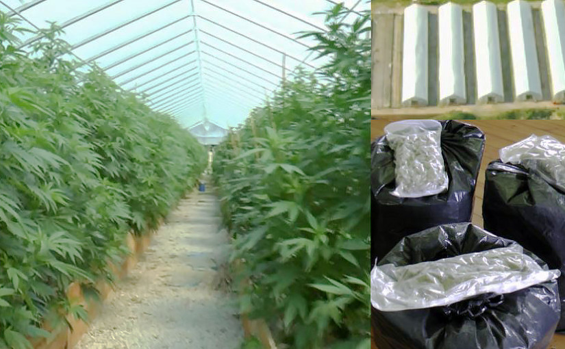 警搗破非法大麻種植場 拘捕4名華裔人士