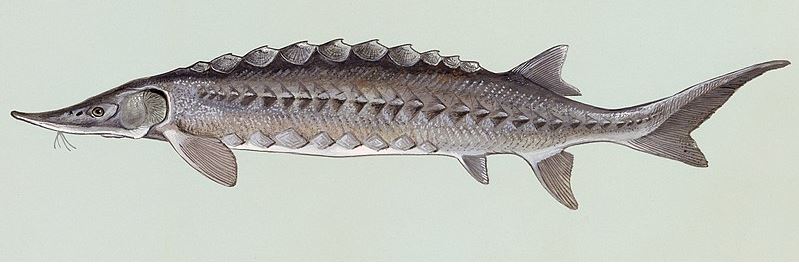 亞省前NHL球員彼特斯與朋友在菲沙河釣了一尾11呎6吋的鱘魚