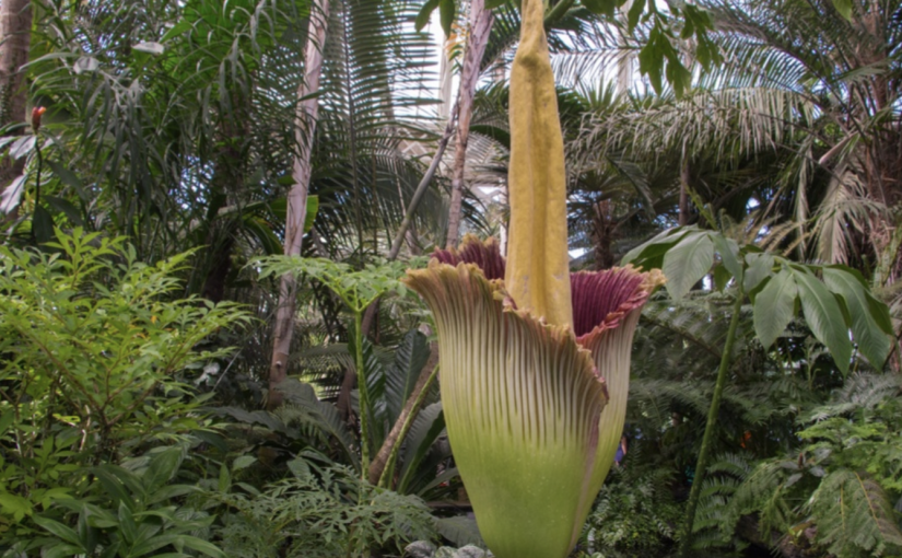 【視頻新聞】溫市植物園屍花或迎花期  曇花一現聞起來像「高溫中的垃圾」