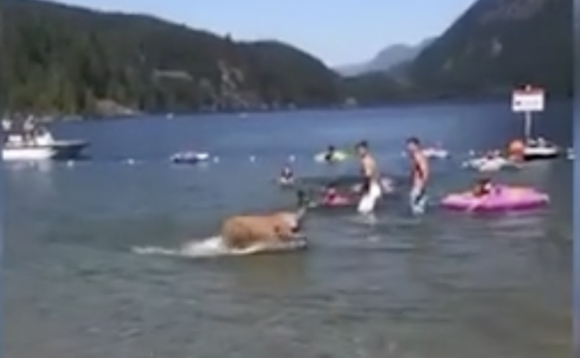 【視頻新聞】大溫天氣炎熱 動物們紛紛下水泡澡乘涼