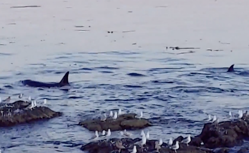 【視頻新聞】虎鯨群現維多利亞海域   落霞、虎鯨共存美如畫