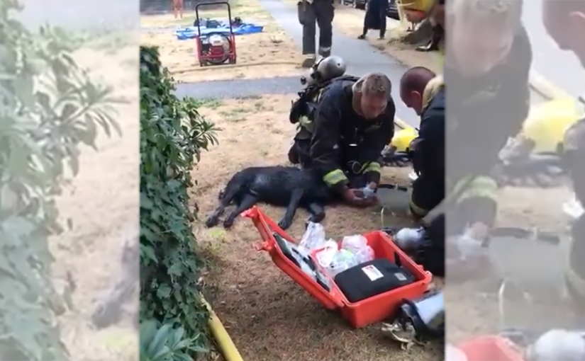 【有片】火災落難寵物狗獲消防員細心救治     暖心視頻社交媒體流傳