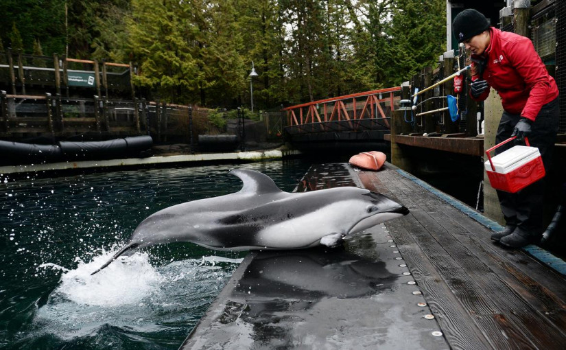【視頻新聞】溫哥華水族館收購後計劃月底重開  已重新聘僱100員工