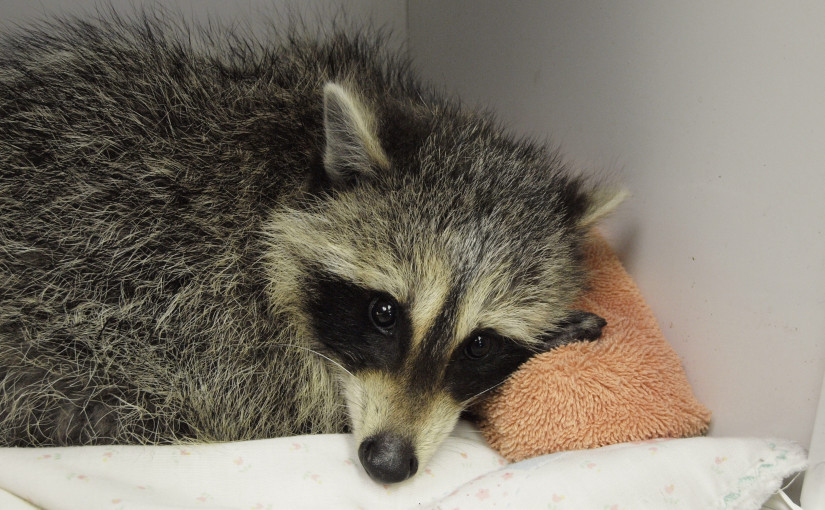 踩到抓腿捕獸器受重傷 浣熊不得不被安樂死