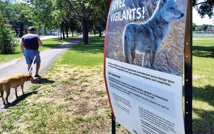 史丹利公園數月來發生逾40宗郊狼襲擊事件 未來兩周會人道毀滅多達35隻郊狼