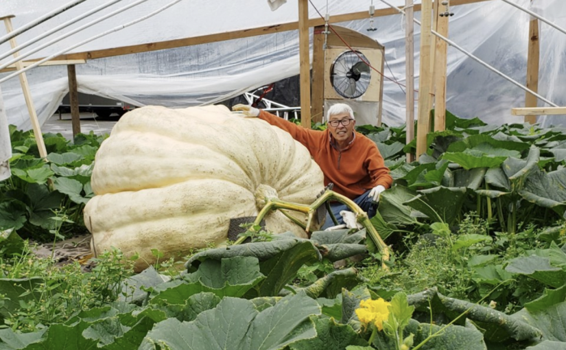 【視頻新聞】列市華裔種植巨型南瓜 周六參加秤重賽欲破卑詩紀錄