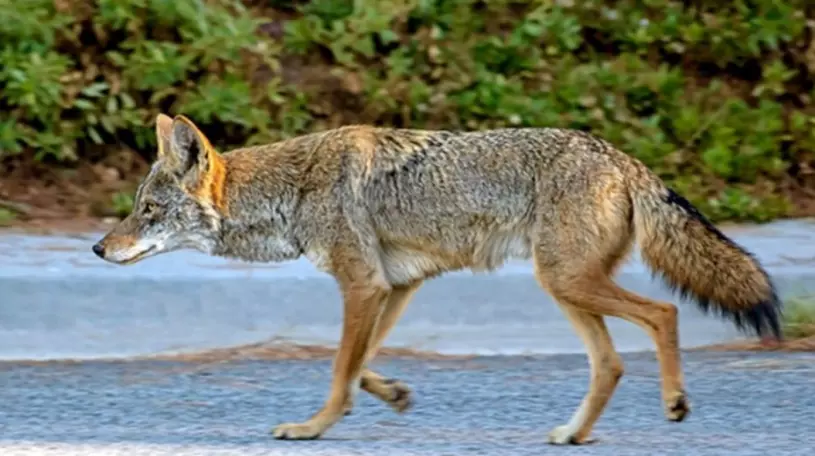 過萬人聯署制止捕殺史園郊狼  當局指已別無他法