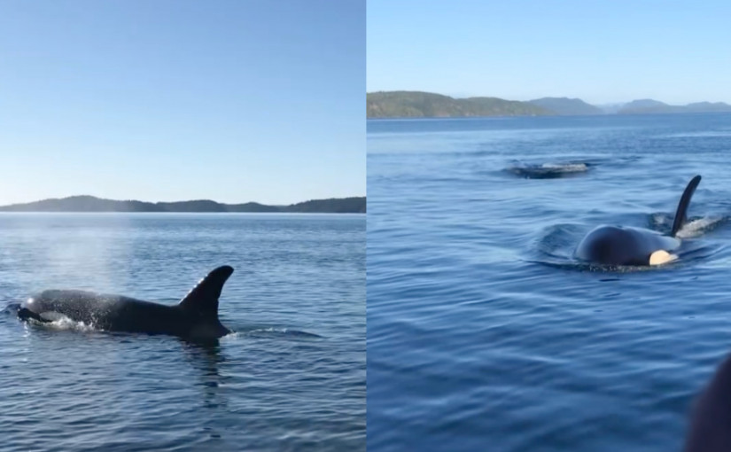 【視頻新聞】虎鯨溫島海域出沒 拍攝者：「罕見而神奇」