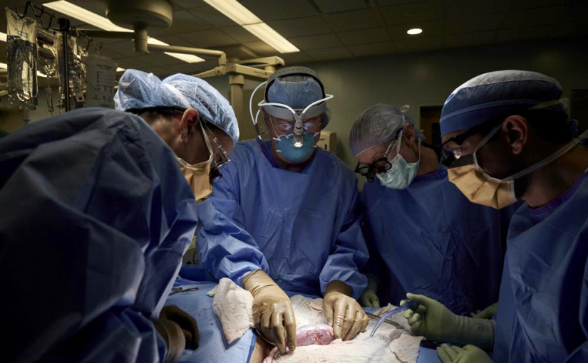 【科技生活】基因改造豬腎移植人體 功能正常初步未見排斥