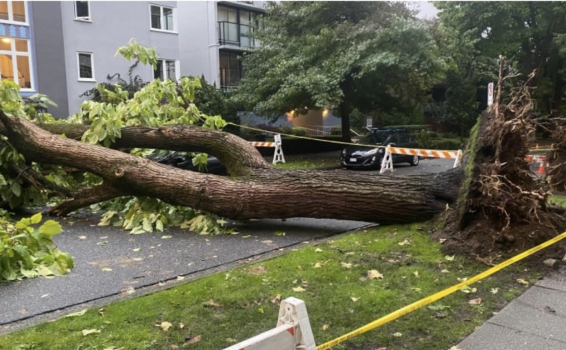 溫市西端兩顆大樹接連倒下  市府計劃移走街區同一品種樹木