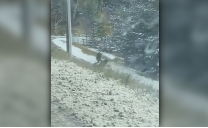 【視頻新聞】皇家騎警疑似暴力執法 IIO考慮起訴