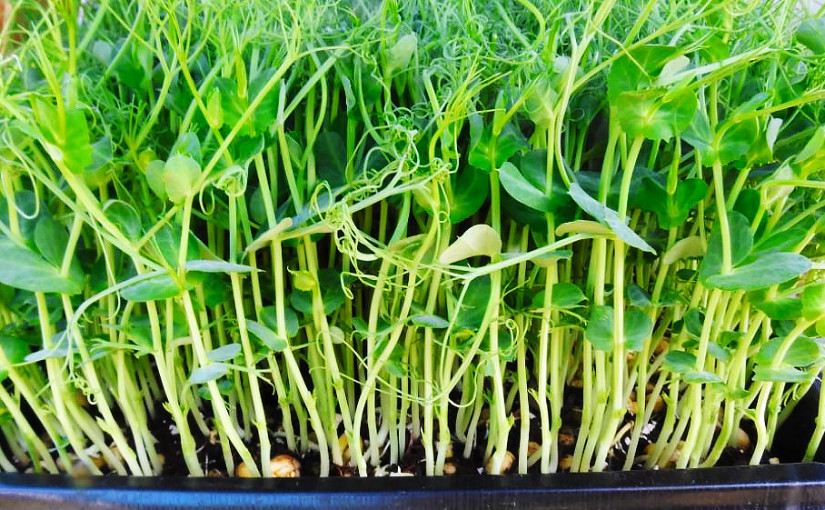 2種微型蔬菜疑受沙門氏菌污染須回收