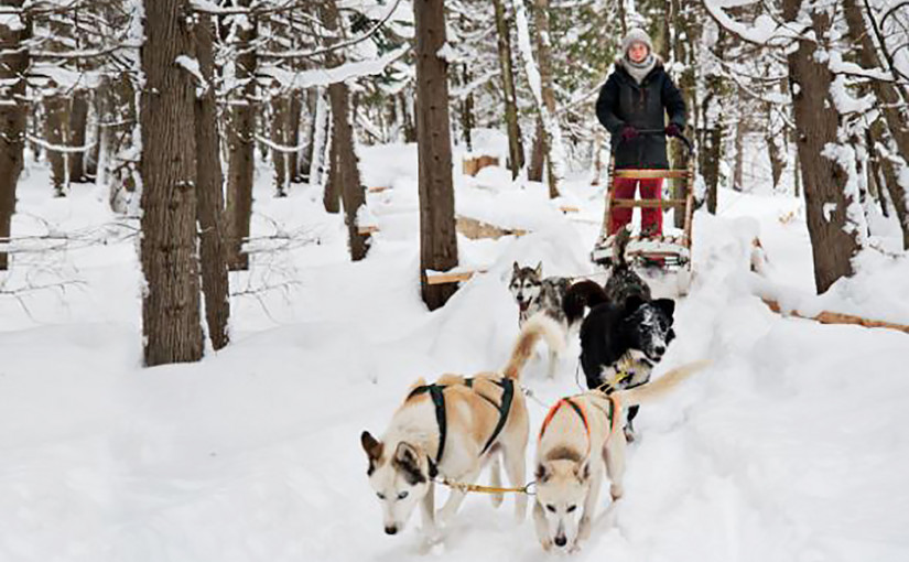 狗拉雪橇場239狗隻居住環境欠佳遭沒收 政府機構內有狗隻死亡展訴訟