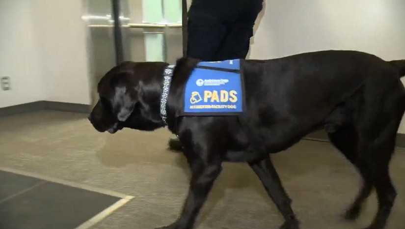 溫哥華警務人員面對高壓和焦慮 得到一狗兒協助照顧心理健康