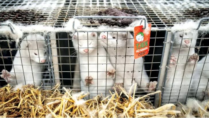 卑詩省政府逐步取消水貂養殖業 以防疫情再次出現