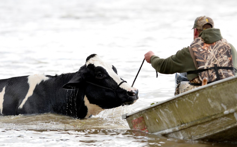 180頭乳牛被淹至幾近沒頂  兄弟奮身以乾草餵飼