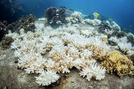 【科技生活】全球暖化「謀殺」珊瑚 專家無奈試行基因改造