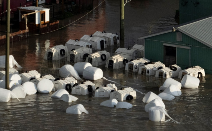 阿波斯福洪災淹死500牛 部分奶品轉往亞省加工