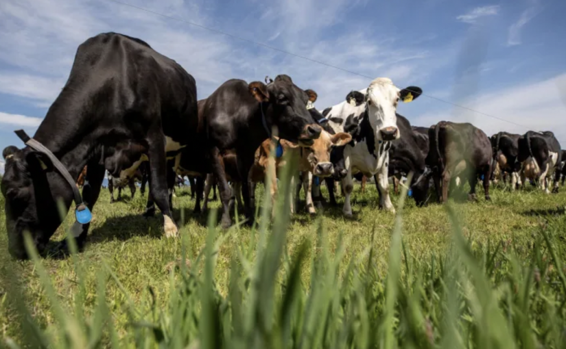 多次違規操作的阿市奶牛場現允許有條件恢復奶製品生產