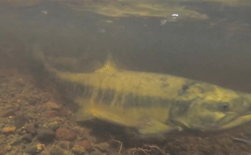 【視頻新聞】溫市西班牙淺灘小溪水質改善多年 三文魚再度回歸產卵