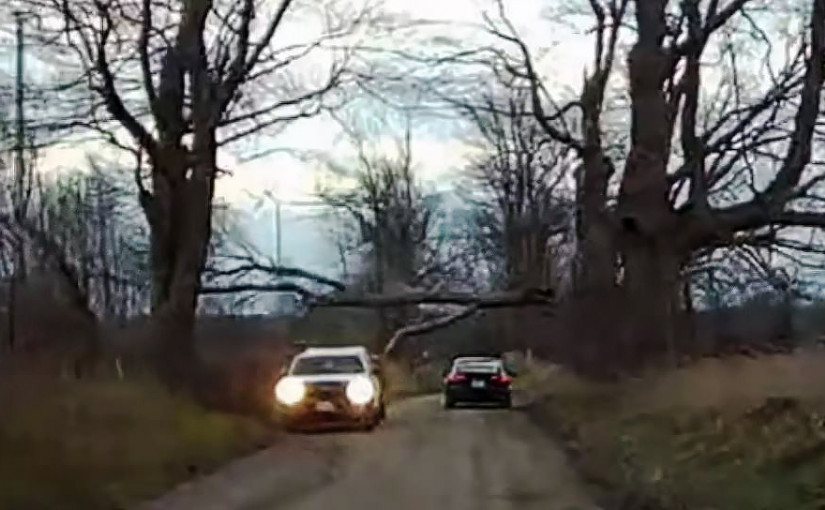 【有片】新婚夫婦真大命 大樹壓車頂 2人毫無損傷