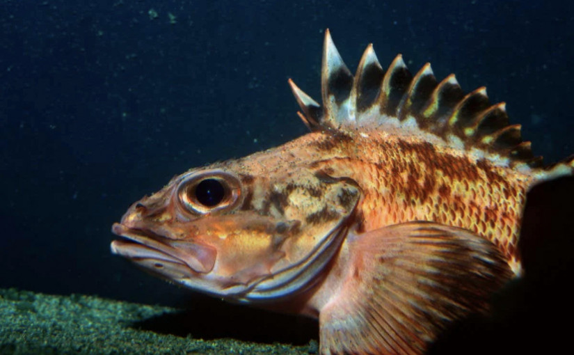 科技生活丨硏究200歲深海岩魚 追查防衰老基因秘密