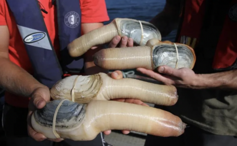 法院裁定卑詩捕撈象拔蚌的集體訴訟可繼續