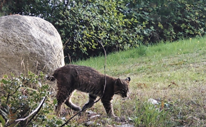 【視頻新聞】山貓罕見出沒西溫哥華 對公眾安全無影響
