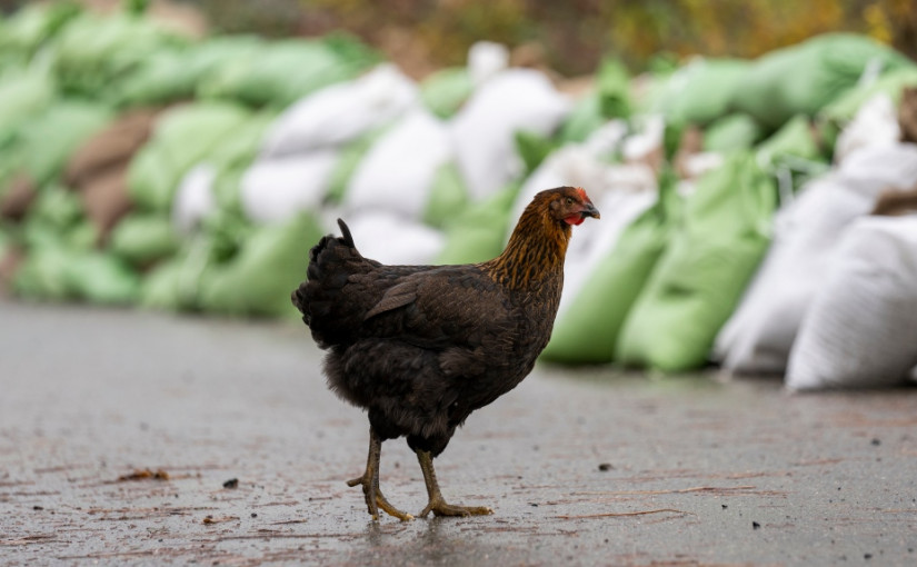 惡劣天氣逐步好轉 卑詩省部分公路重開 受災農場家禽存活率逾九成