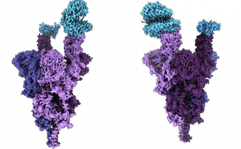 卑詩大學研究：奧密克戎刺突蛋白數量是普通變異體三至五倍