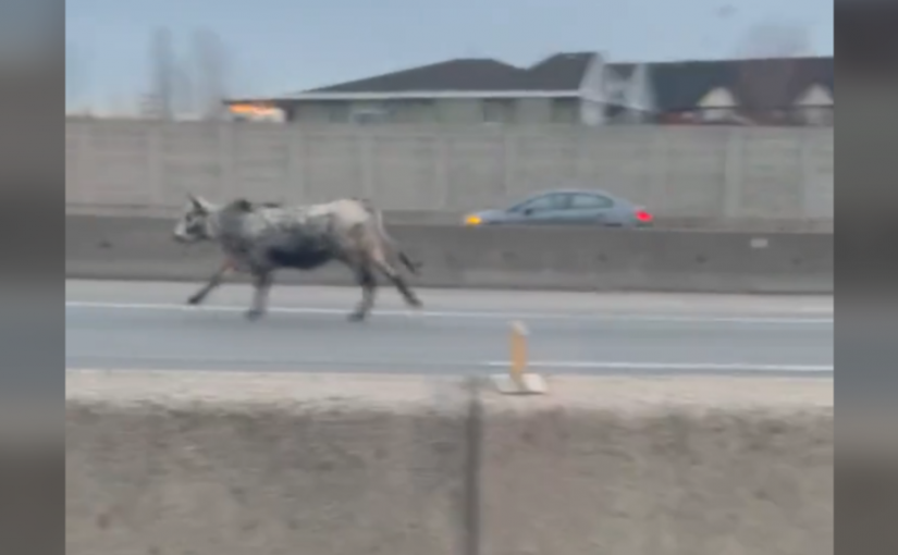 大溫公路上發現「神秘生物」? 警方不確定其擁有權