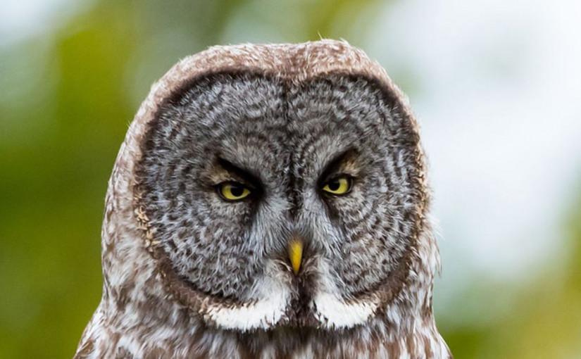 【視頻新聞】實屬罕見！溫島閃現大灰貓頭鷹