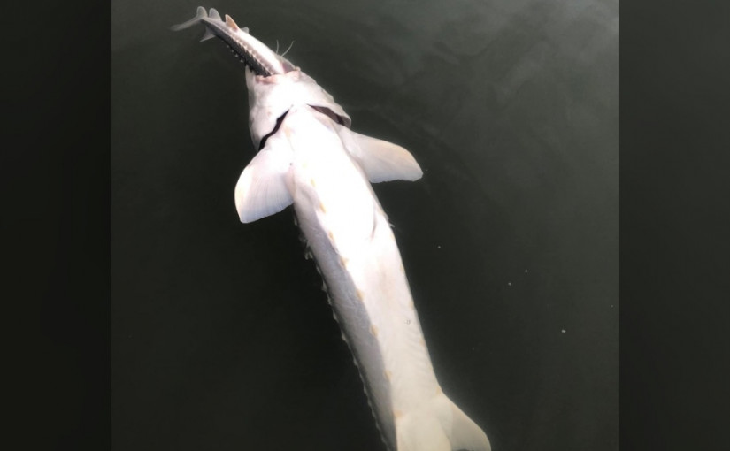 保育團體：鱘魚自相殘殺行為　顯示菲沙河道健康或出現問題