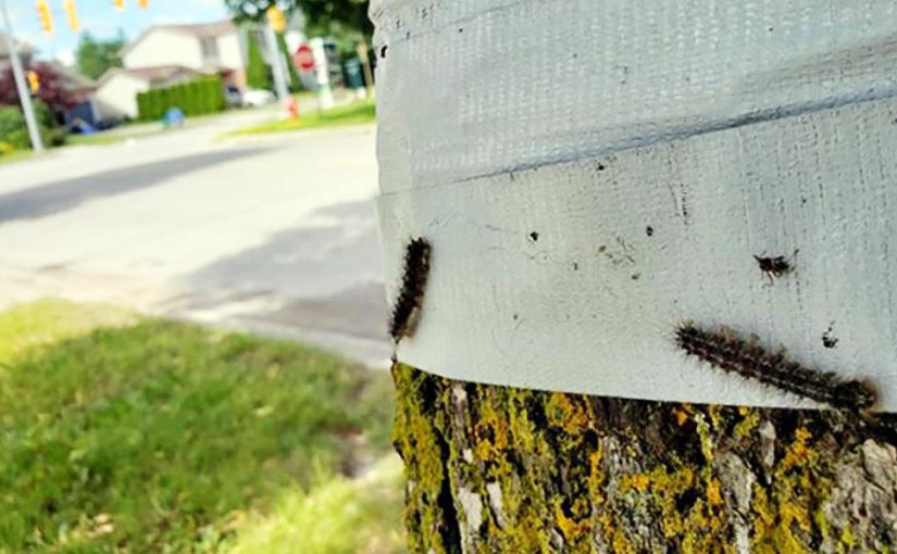 Newmarket市民可免費獲粗麻布套件 阻舞毒蛾毛蟲覓食樹葉