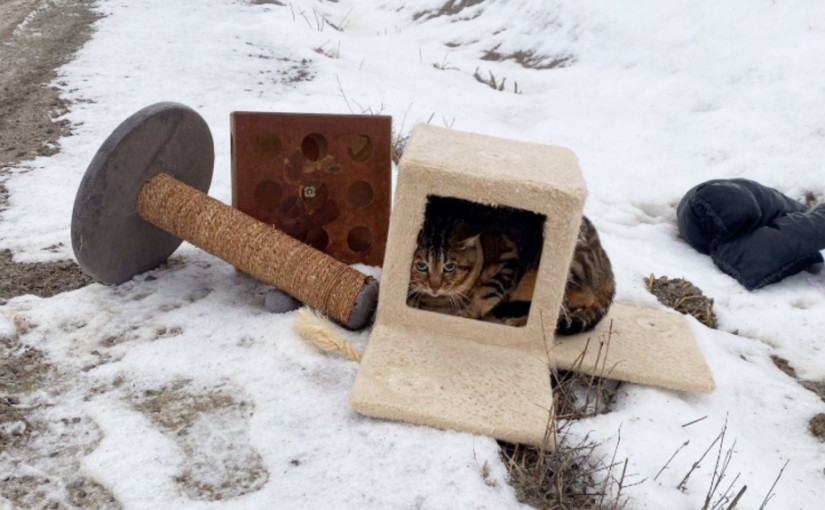 好殘忍 貓被扔在馬路邊