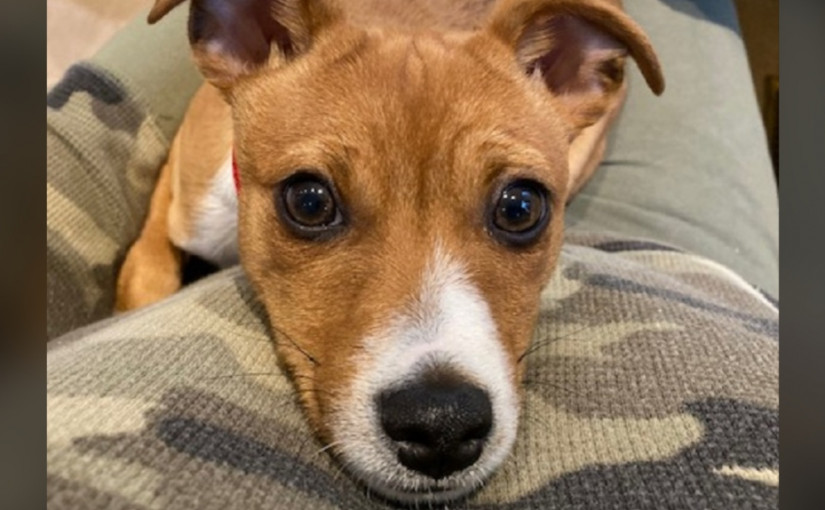 高貴林小狗中毒 吉人天相