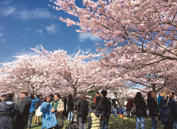 櫻花節俳句邀請賽周三開始