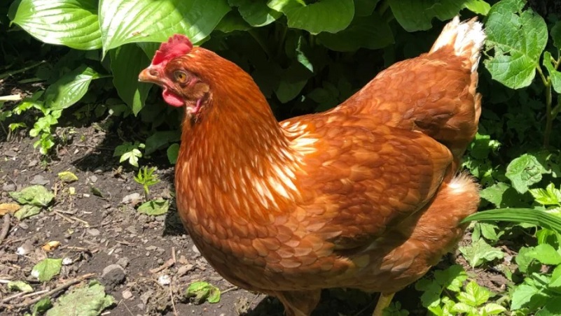 後院飼養母雞 卡加利本月開始抽籤