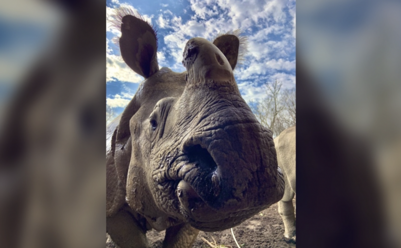 多倫多動物園17歲雌大獨角犀牛去世