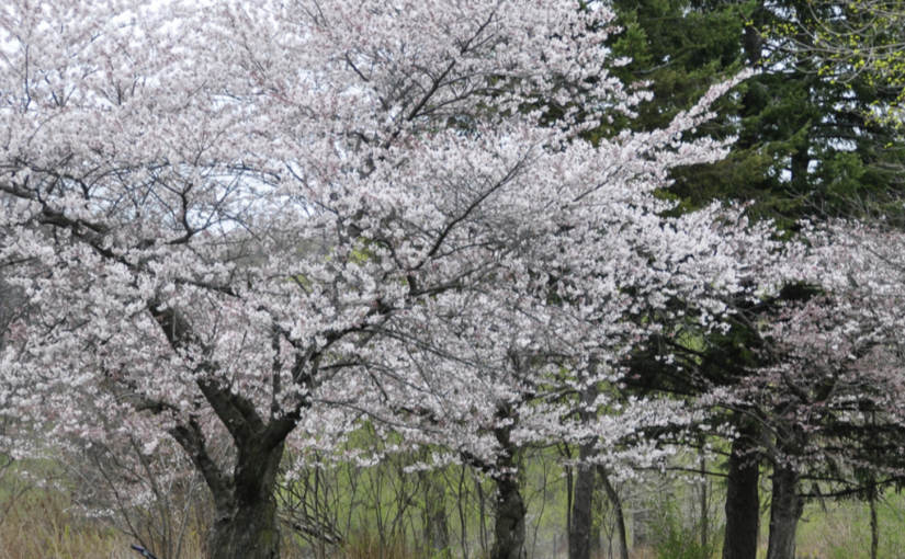 海珀公園的櫻花今年什麼時候開？這個網站告訴你