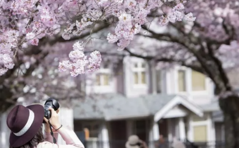 【視頻新聞】大溫賞櫻指南：又到櫻花爛漫時