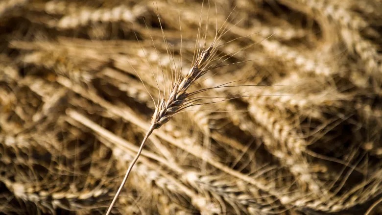 【俄烏戰爭】俄入侵「歐洲糧倉」   全球小麥價格漲至14年高位