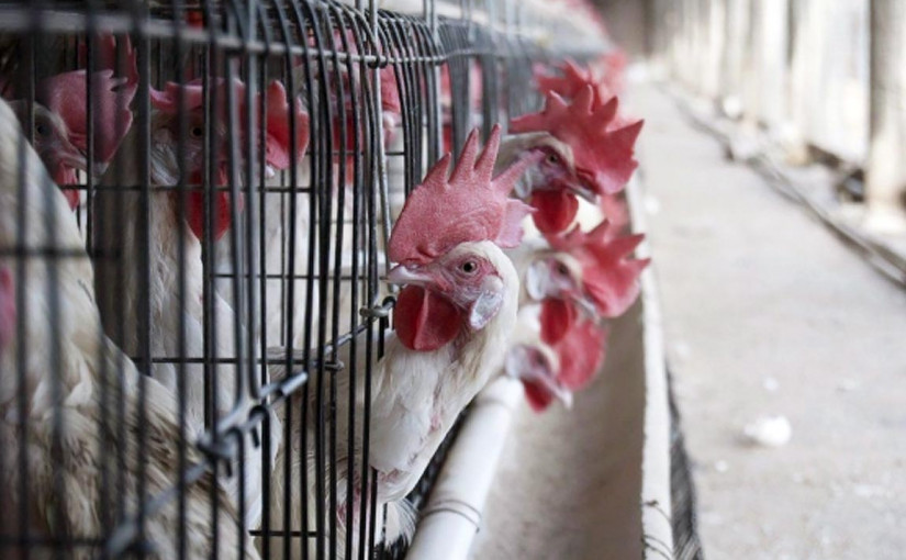 萬錦市發現H5N1禽流感病毒