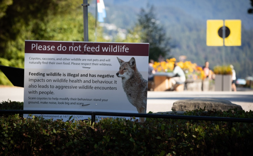 天氣變暖 史丹利公園的郊狼襲擊人類事件將重現嗎?