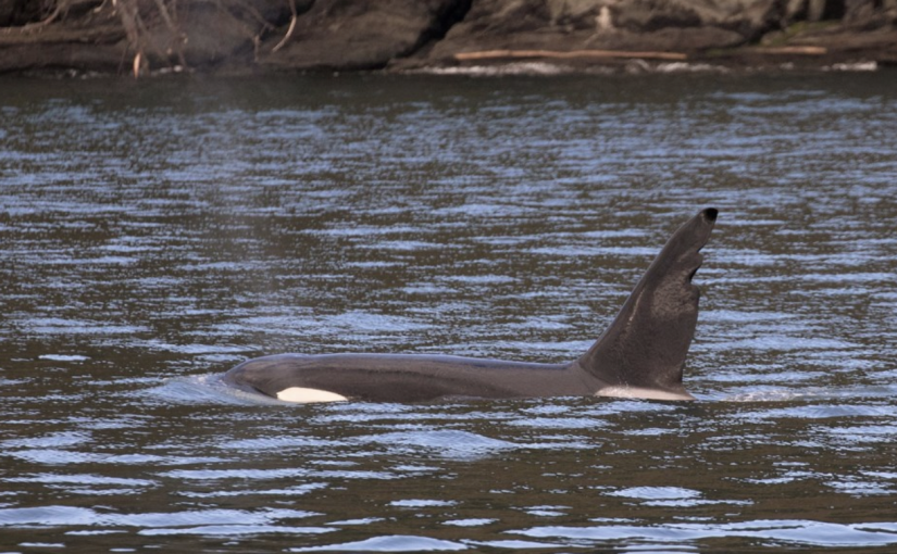 【視頻新聞】70多頭比格虎鯨現維多利亞海域