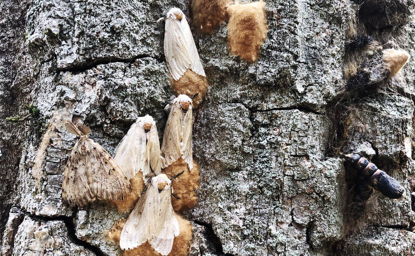 海綿蛾侵食樹木季節將至 專家提10要點作預防