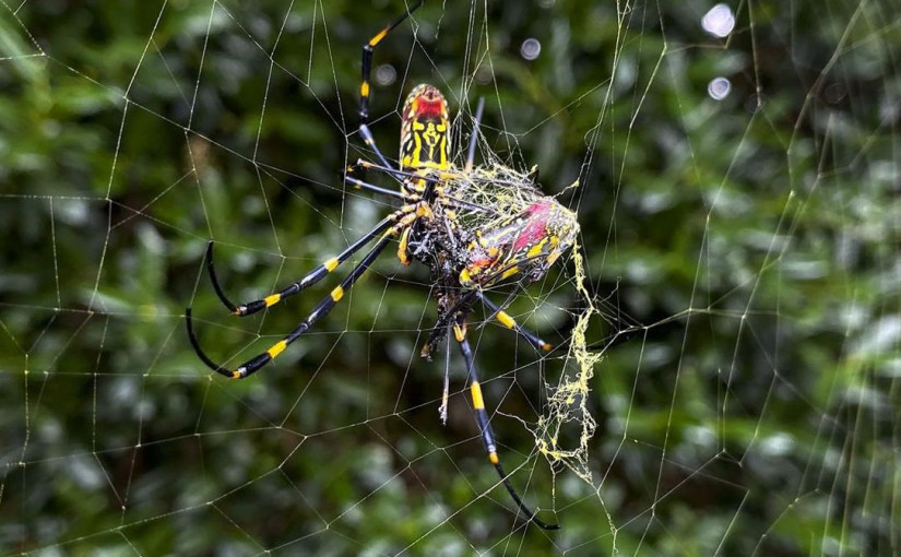 喬羅蜘蛛可能來加拿大