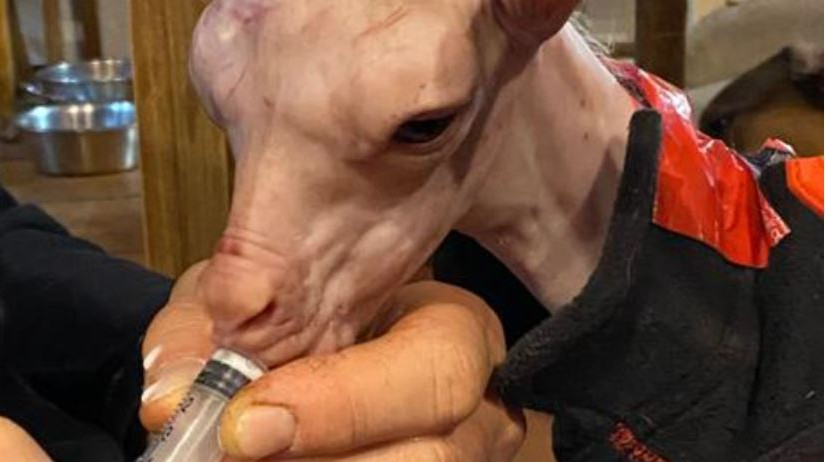 溫哥華島出生 小山羊無毛