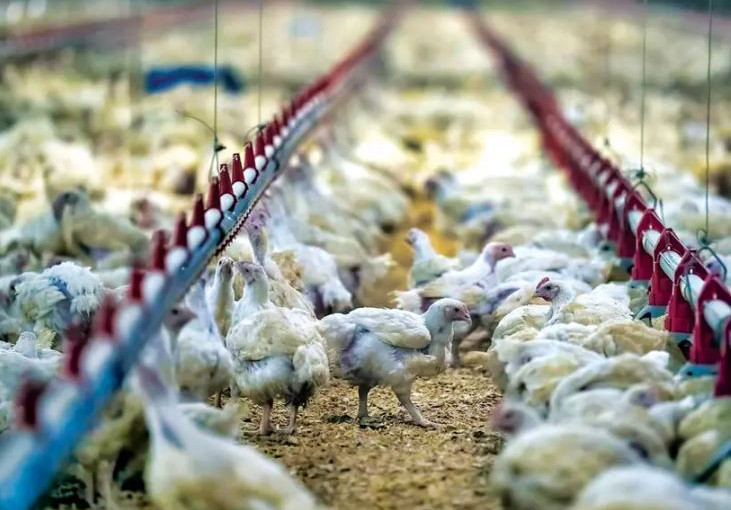 列治文有小群家禽出現禽流感