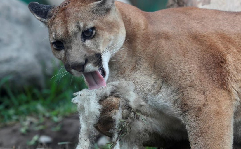 溫哥華島兩隻未成年美洲獅遭非法虐殺